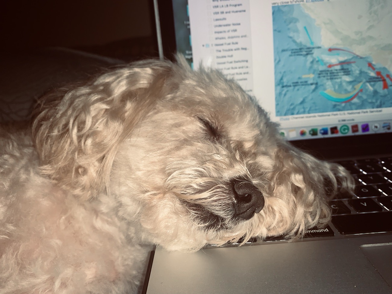 Goldie asleep on the laptop, the book&rsquo;s chapter outline on screen behind her