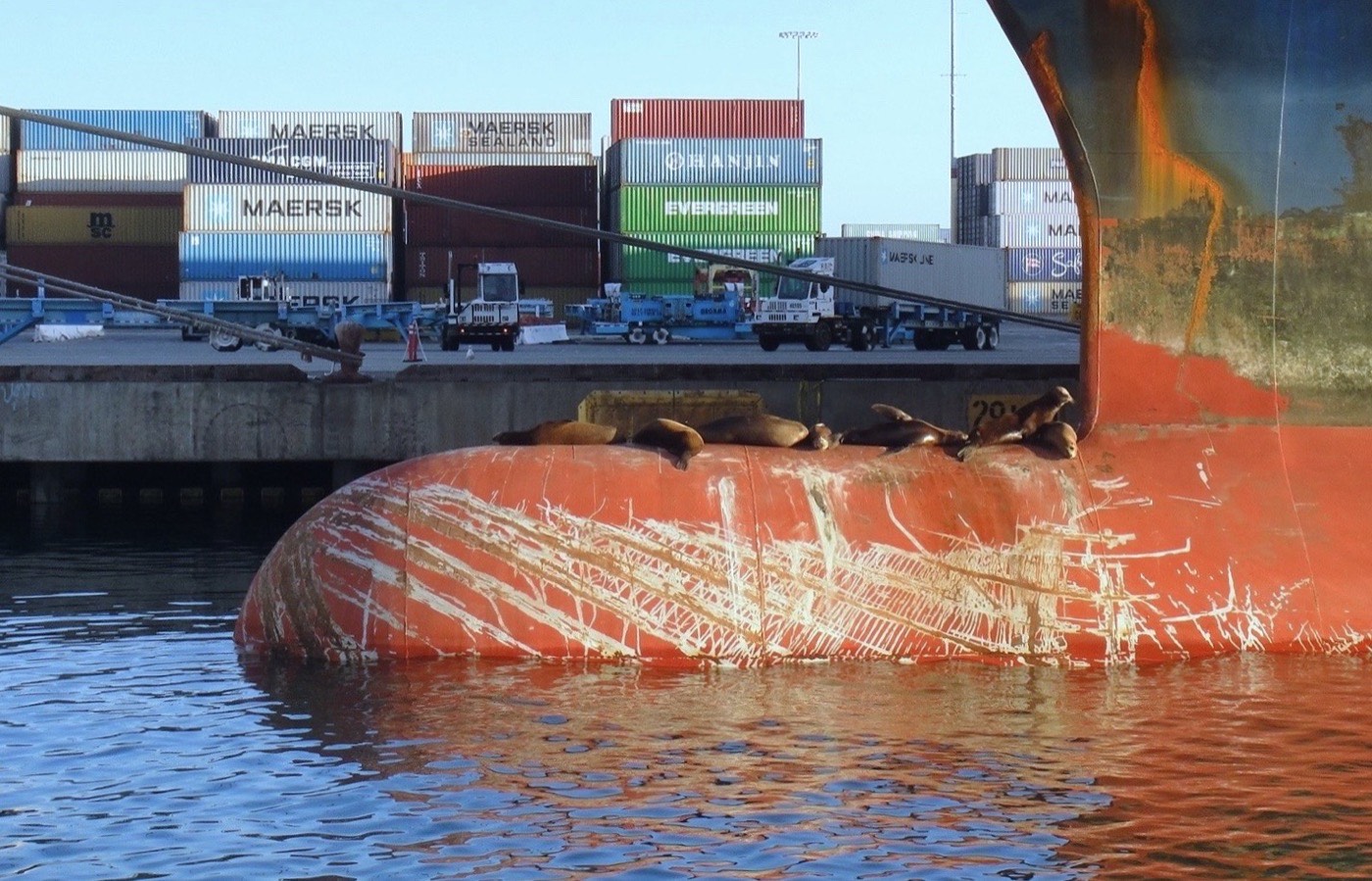 Sea lions asleep on a vessel&rsquo;s bow at the Port of Los Angeles, with stacked containers and terminal equipment behind